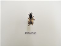 藏品(膜翅目(蜂))的圖片